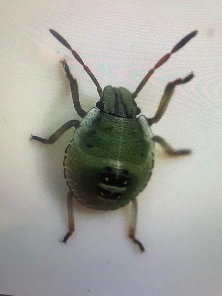 Groene schildwants (Palomena prasina)